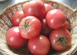 tomato.jpg