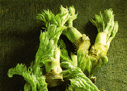 slide0014_image085.png