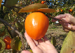 slide0142_image250.png