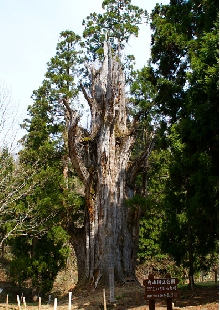 itoshiro_sugi_01.jpg